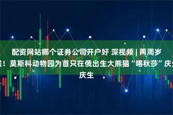 配资网站哪个证券公司开户好 深视频 | 两周岁啦！莫斯科动物园为首只在俄出生大熊猫“喀秋莎”庆生