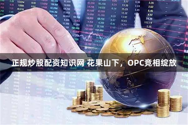 正规炒股配资知识网 花果山下，OPC竞相绽放